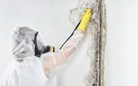  , USA Mold Removal Services Pros